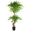Faux Tree Plant in Plastic Pot Liner-138492391-138492394