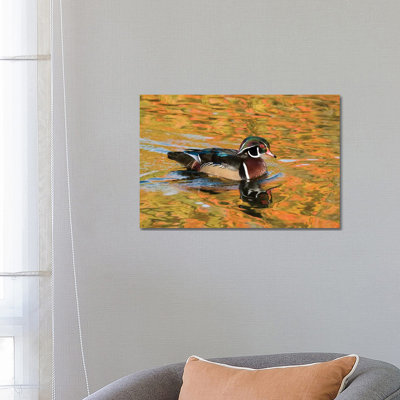 Wood Duck Male in Breeding Plumage, North Chagrin Reservation, Ohio 1 Piece Wrapped Canvas Wall Art