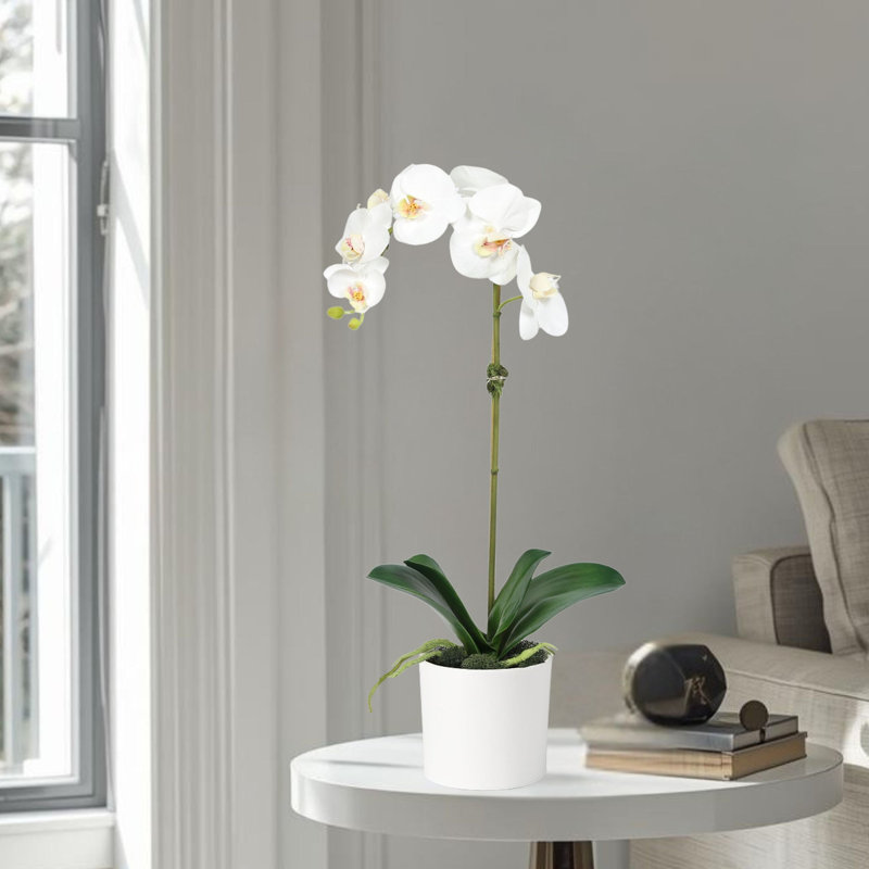 Orchid Arrangement In Pot, White, White