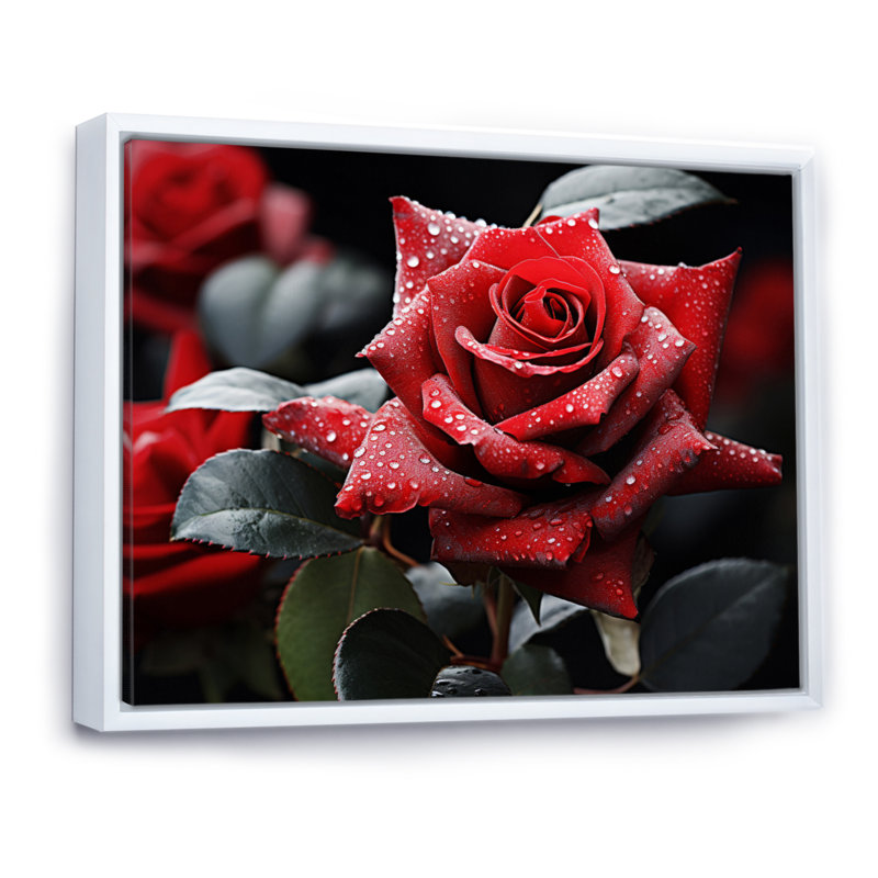 " Water Drops On Red Rose Majesty I ", 34" H x 44" W, Cadre flottant blanc