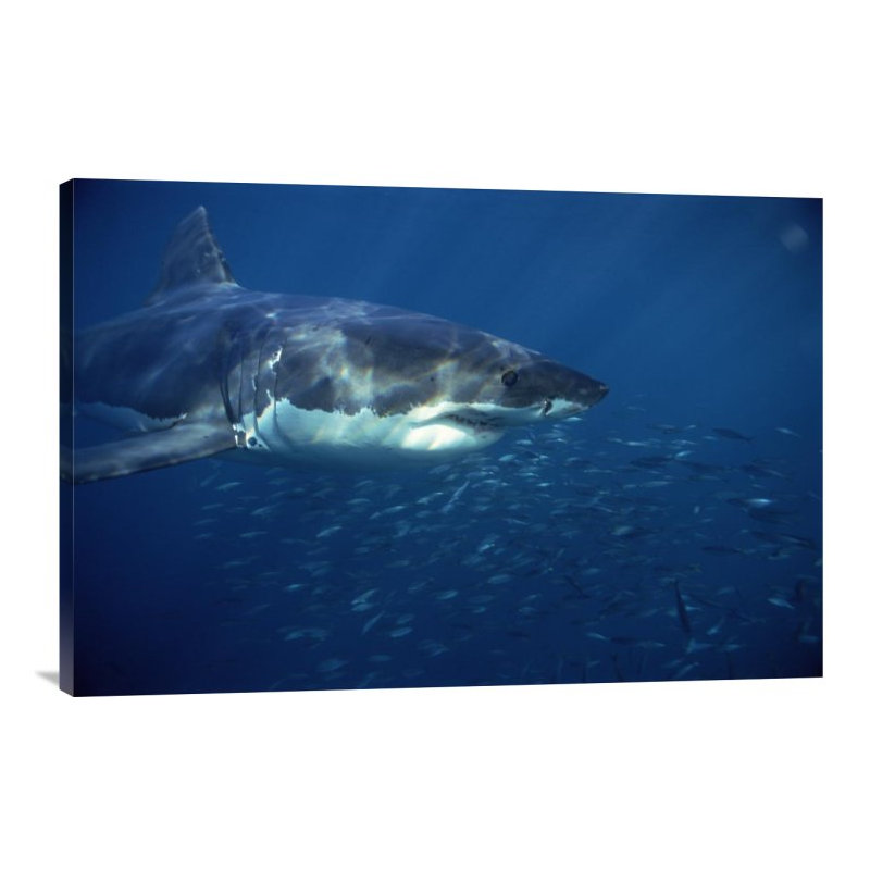 " Great White Shark Swimming Underwater, Neptune Islands, South Australia ", 20" H x 30" W, Black Framed