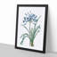 African Lily Flowers by Pierre-Joseph Redoute - Single Picture Frame Painting-55547703-55547704