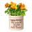Woodsburgh Ceramic Pot Planter-29113016-29366228