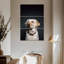 Brampt loufoque le Labrador-108522403