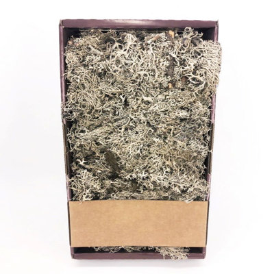 Natural Grey Moss In Bulk