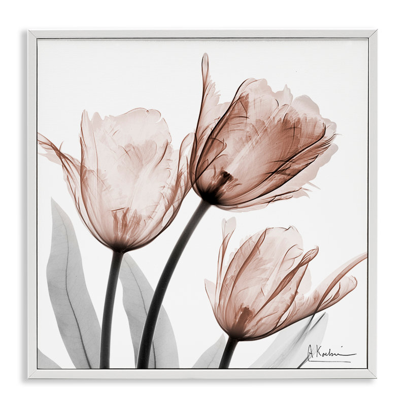 «Simple Transparent Transparent Tulip», reproduction d'art par Albert Koetsier, 24" H x 24" W