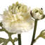 Anastasija Arrangement-1489714533-1489714538