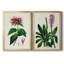 Antique Floral Folio I - Ensemble de 2 reproductions d'art sur toile encadrées-1581112059-1581112056