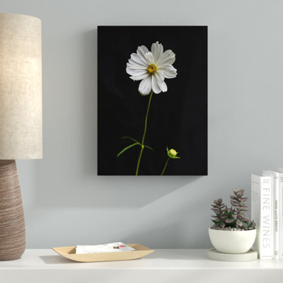 « white cosmos on black », reproduction de photo sur toile tendue