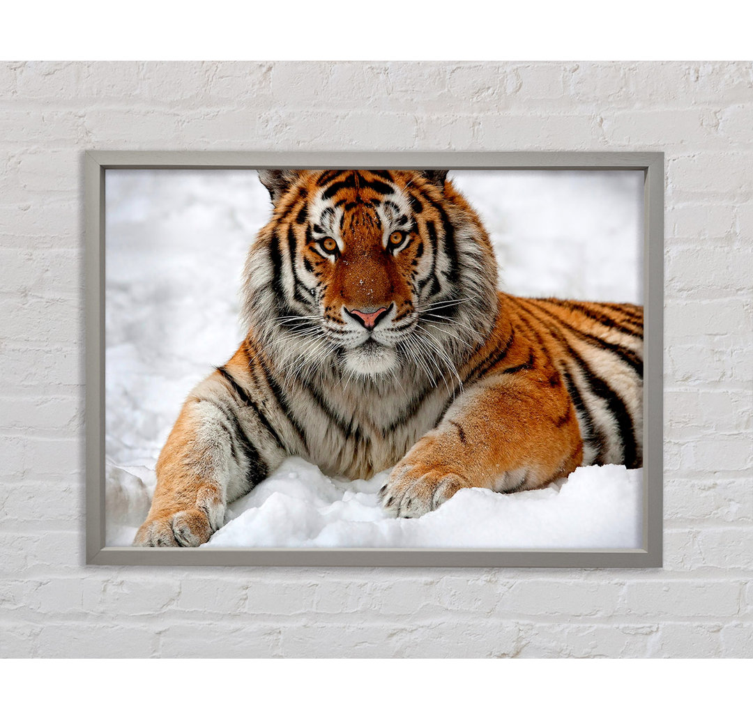 Tiger im Schnee - Einzelner Bilderrahmen Kunstdrucke auf Leinwand