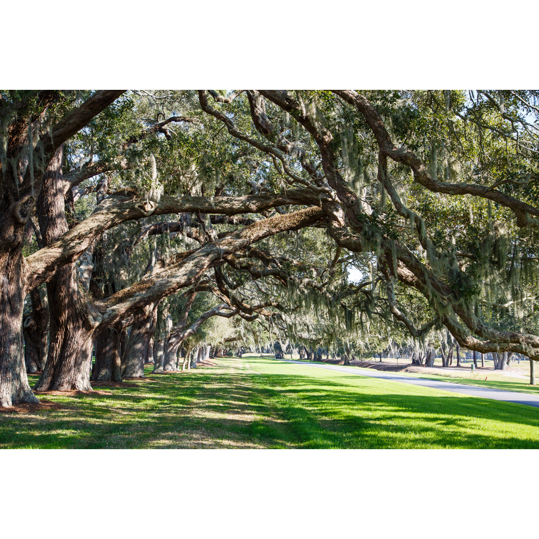 Leinwandbild Oak Limbs over Grassy Lane