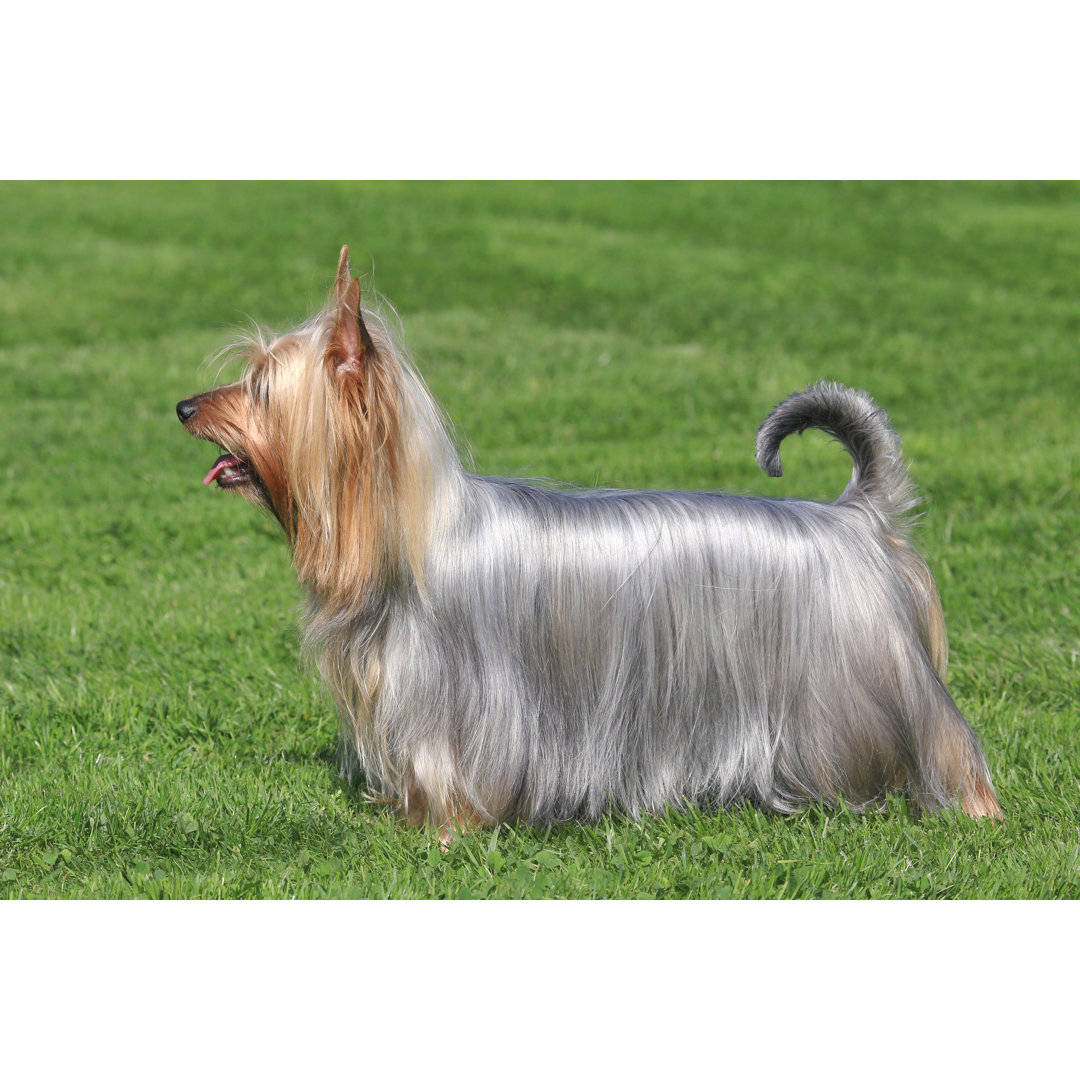 Leinwandbild Typischer Australian Silky Terrier im Garten