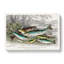 Fished Salmon And Trout by Oliver Goldsmith - Wrapped Canvas-55363761