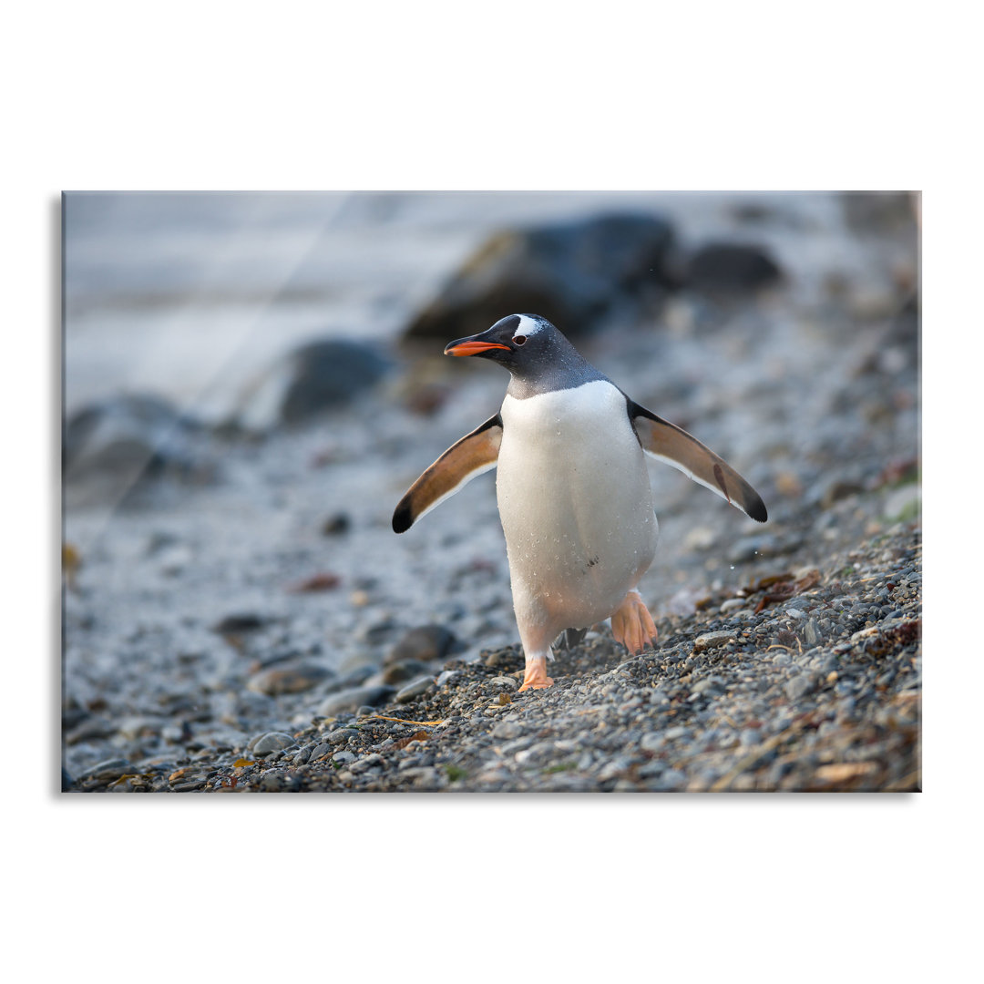 Glasbild Wandbild Auf Echtglas Pinguine Inkl. Aufhängung Und Abstandshalter LF1770