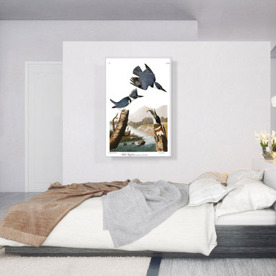 " Belted Kingfisher " by James Audubon