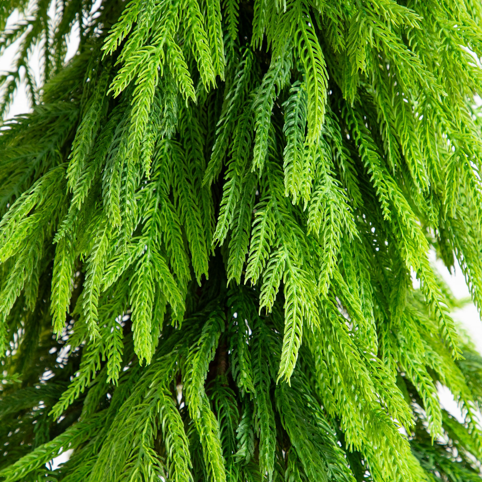 5' Pine Tree, 5" H x 18" W x 7" D