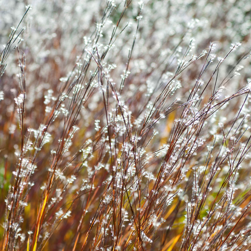«Little Bluestem Grass» par Alpamayop Photo, H 20 po x l 20 po
