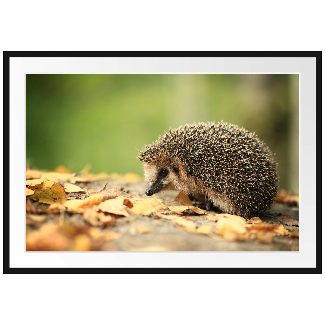 Gerahmtes Poster Igel im Laub