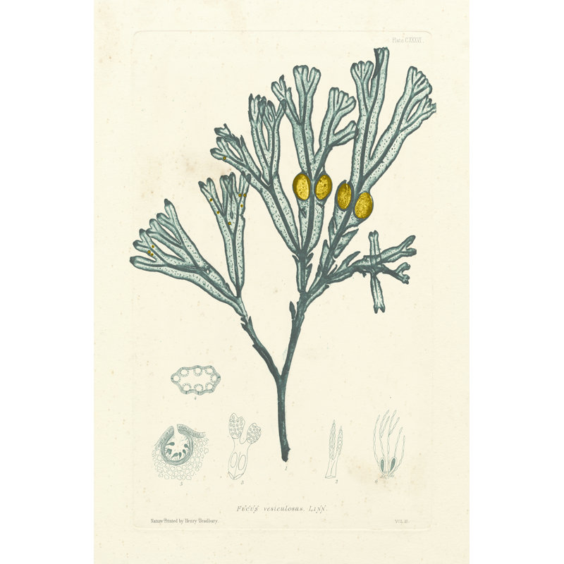 Luminous Seaweed II by Henry Bradbury - Wrapped Canvas Print, 46cm H x 30cm W