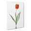Tulip Flower by Pierre-Joseph Redoute - Wrapped Canvas Painting-55361512