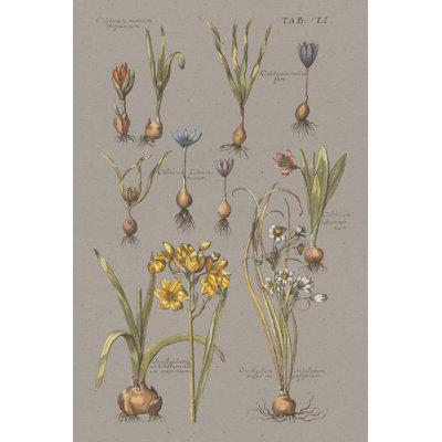 Vintage Florilegium II Grey - Wrapped Canvas Painting