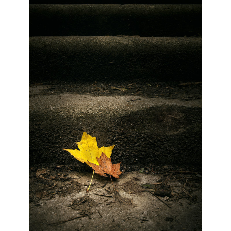 Plants & Flowers Print by Scott Norris, 21.25" H x 17.25" W