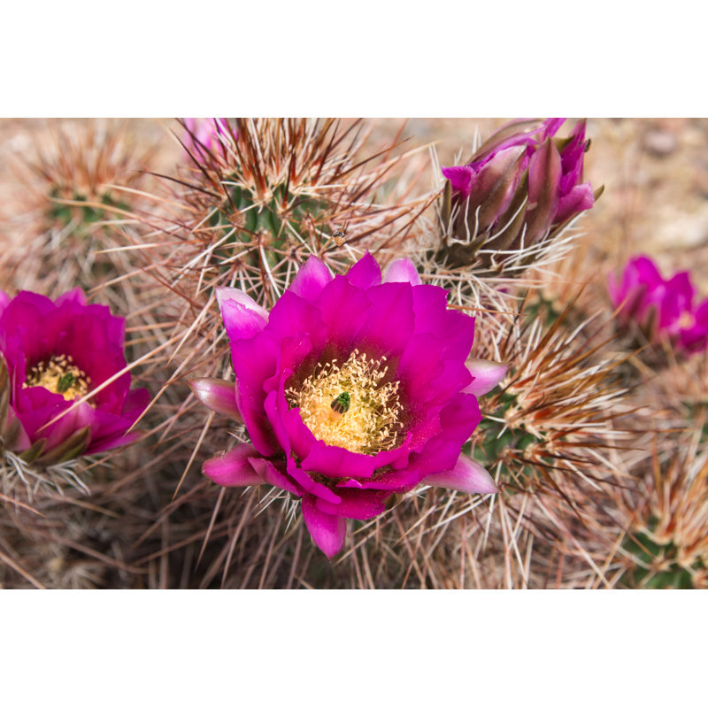 Beautiful Blooming Wild Desert Pink Cactus Flowers by Supitchamcsdam - Wrapped Canvas Print, 50.8cm H x 76.2cm W