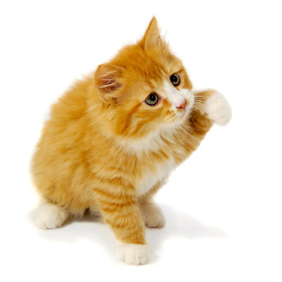 Petit chaton - Photographie sur toile tendue
