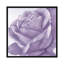 « magnificence ii », impression sur toile-29483277-73555196-73555195