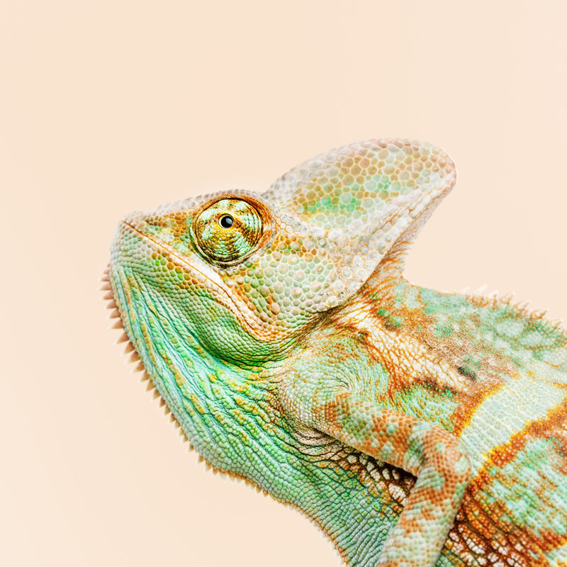 Cute Chameleon - Wrapped Canvas Print, 91cm H x 91cm W