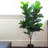 Artificial Fiddle Leaf Fig Tree in Pot-218873228