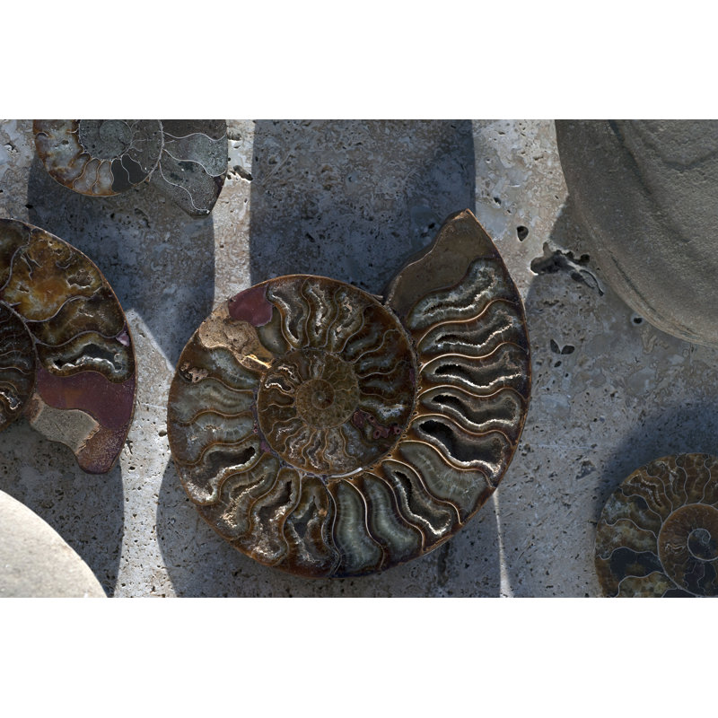 Gifts Of The Shore XVI by Elena Ray - Print, 81cm H x 122cm W, Black Floater Framed