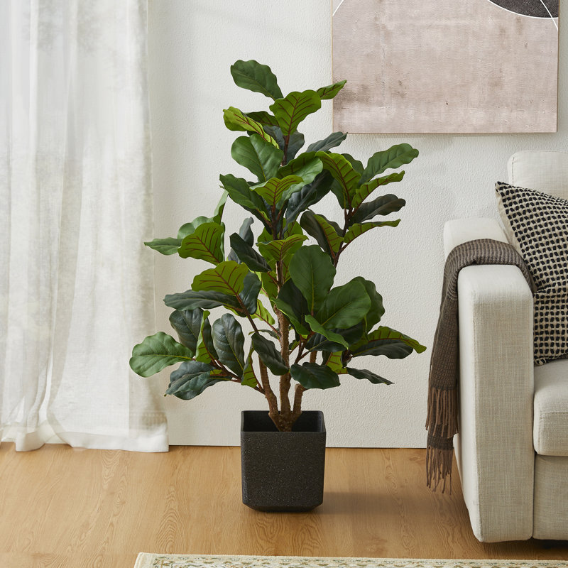 Figuier figuier en pot 41,25 po Amee