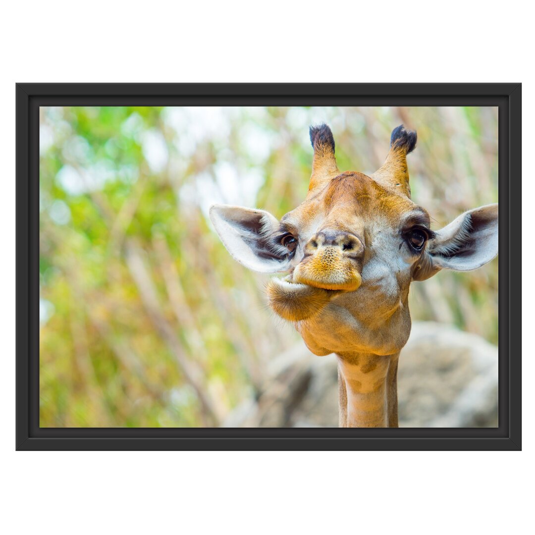 Gerahmtes Wandbild Giraffe in der Natur