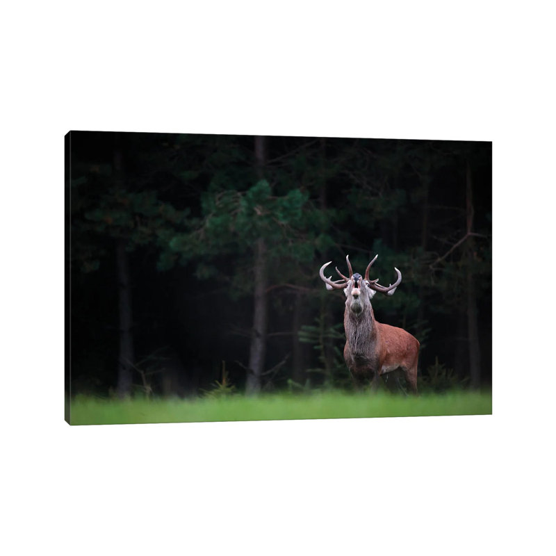 King Of The Forest by Mateusz Piesiak - Wrapped Canvas Print, 20.32 cm H x 30.48 cm W