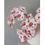 Pink Spotted Phalaenopsis Orchid 22”-20276634-20276635