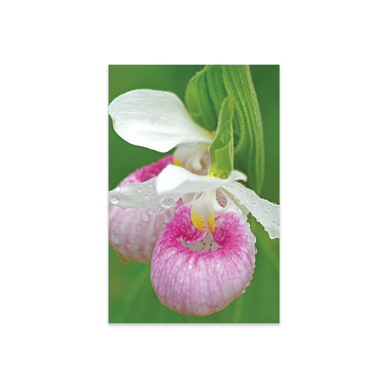 «Showy Lady Slipper On Plastique / Acrylique» par Brian Wolf Print
