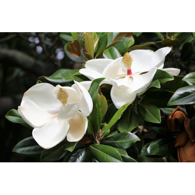 Theodosius White Flowers - Wrapped Canvas Print
