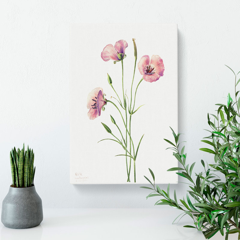 Lilac Mariposa by Mary Vaux Walcott - Wrapped Canvas, 76cm H x 50cm W x 3cm D
