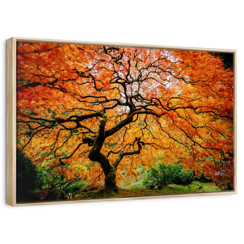 Automne érable japonais, Cadre flottant en bois naturel, 37 po x 25 po