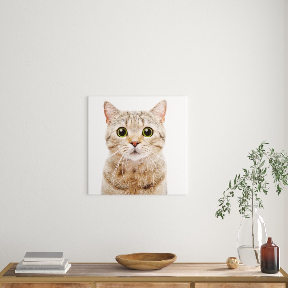 Leinwandbild Portrait Katze Scottish Straight