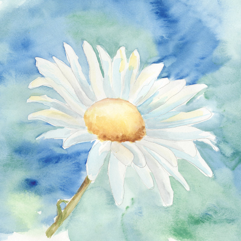 Daisy Sunshine II - Wrapped Canvas Print, 51cm H x 51cm W