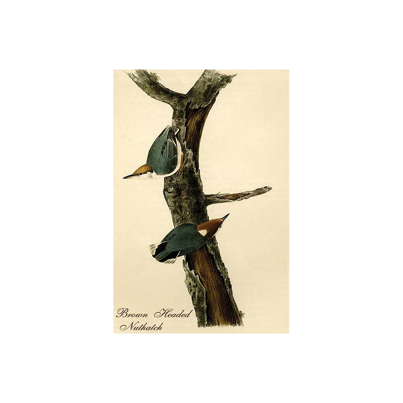Nuthatch à tête brune par john audubon-impression d’art graphique, H 36 po x l 24 po x P 1,5 po
