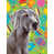 Weimaraner sélectionné