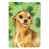 Brown Chihuahua