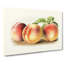 Vintage Illustration of Peaches - Wrapped Canvas-55303855