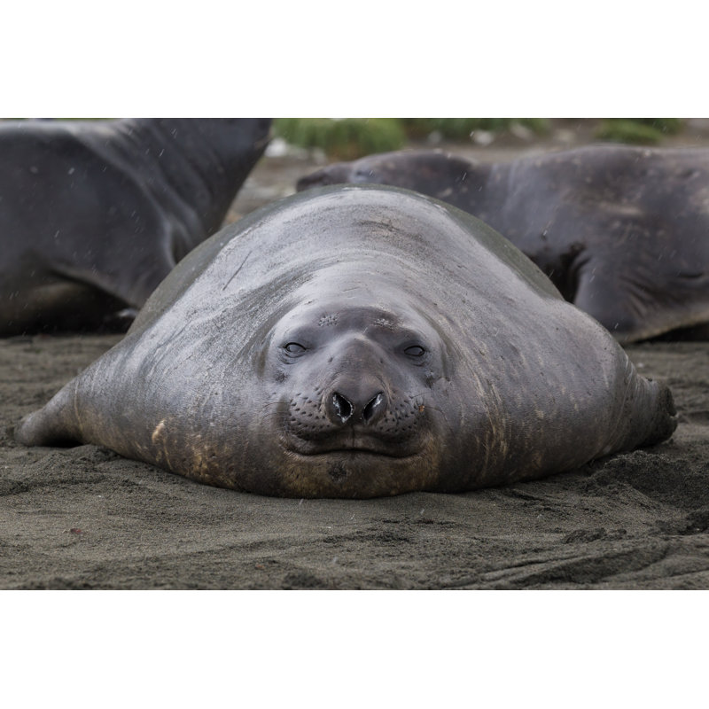 Elephant Seal On Shore - Wrapped Canvas Print, 81cm H x 122cm W