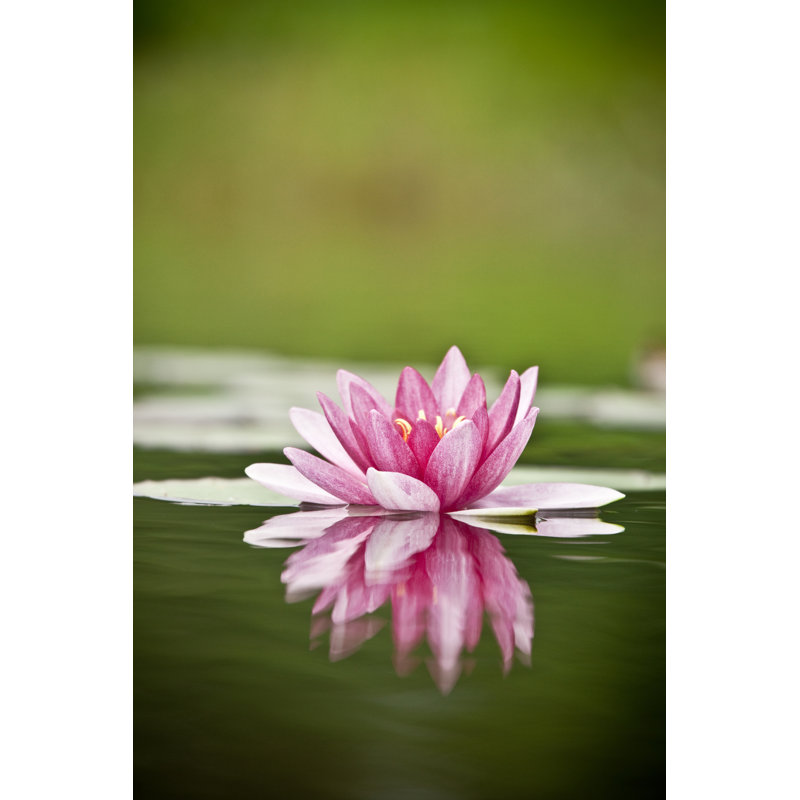 Water Lily by AZemdega - Wrapped Canvas Print, 46cm H x 30cm W x 3.8cm D