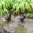 Krugerville Animals Weather Resistant Metal Garden Statue