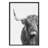 " B&W Highland Cow No. 1 " by Amy Peterson-1410693774